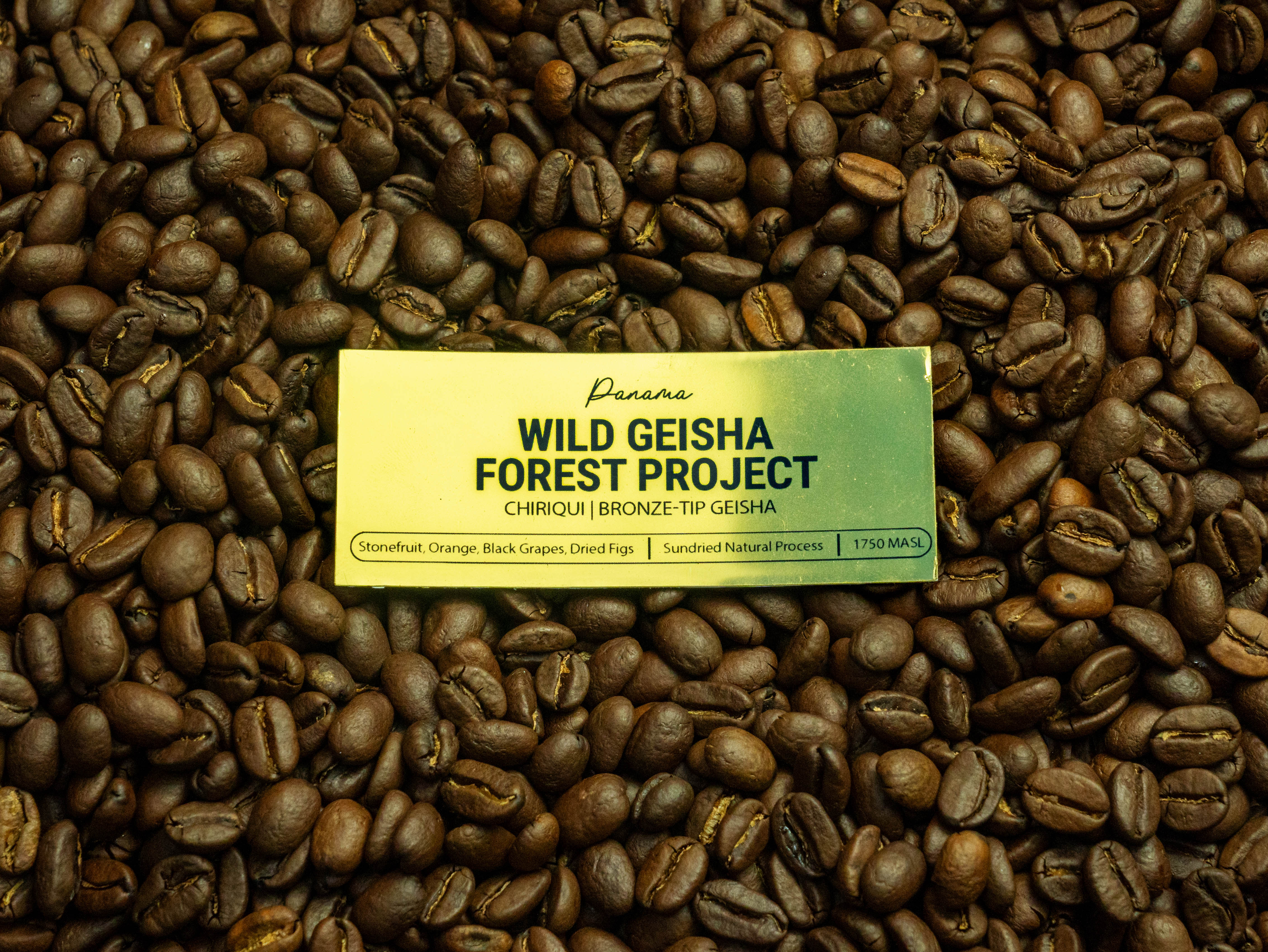 Wild Geisha Forest Project